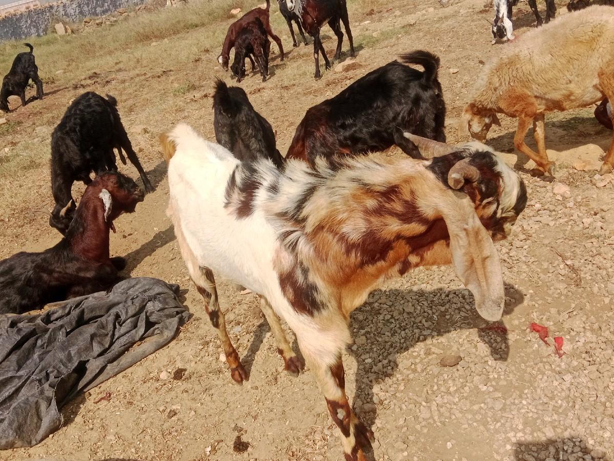 थंबनेल 3