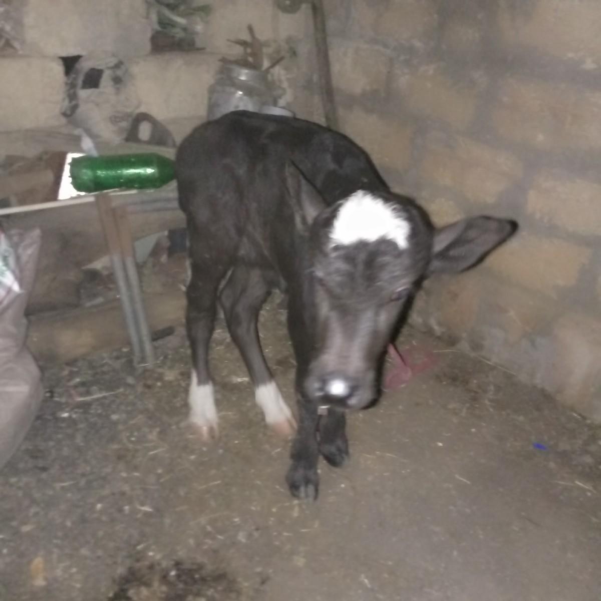 સારી પાડી