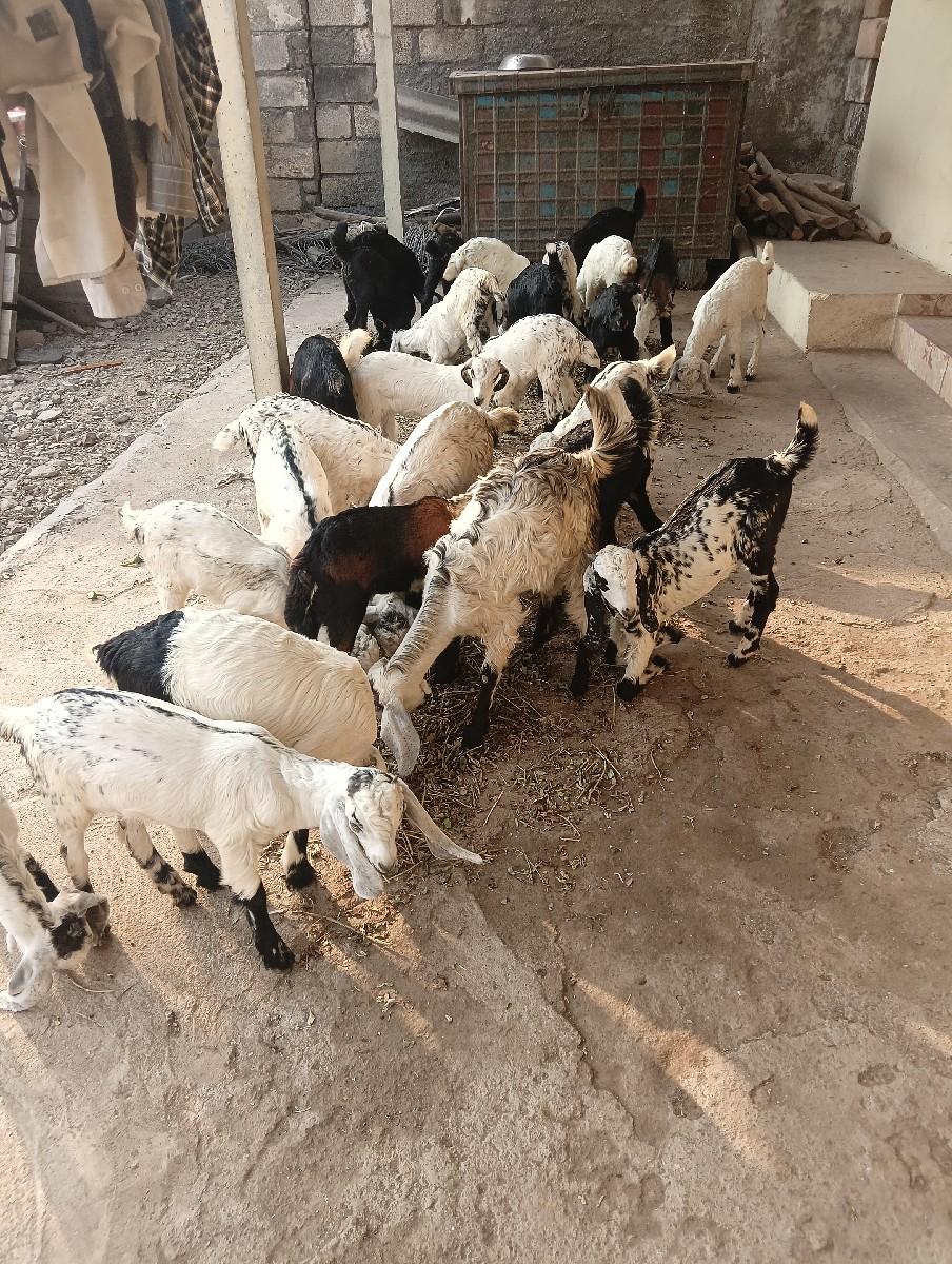 બકરી ના બચા