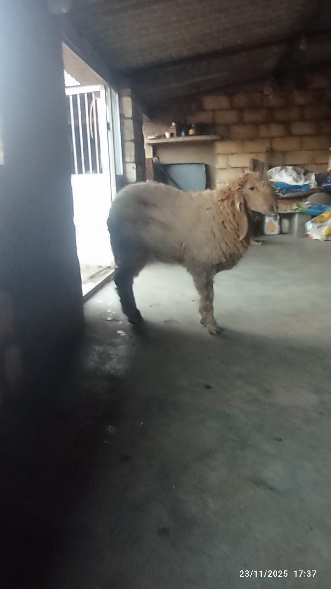 थंबनेल 3