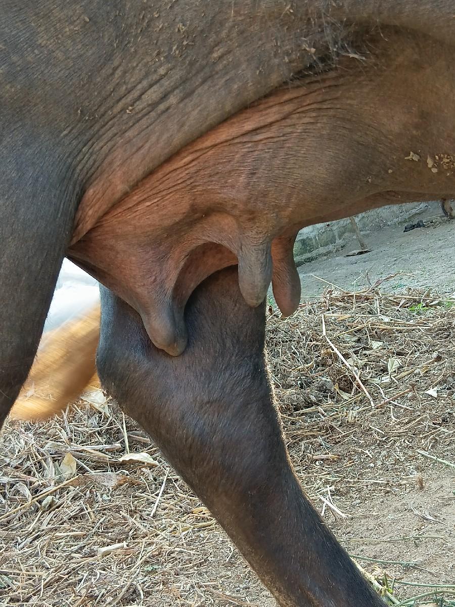 ભેંસ વેચવાની છે