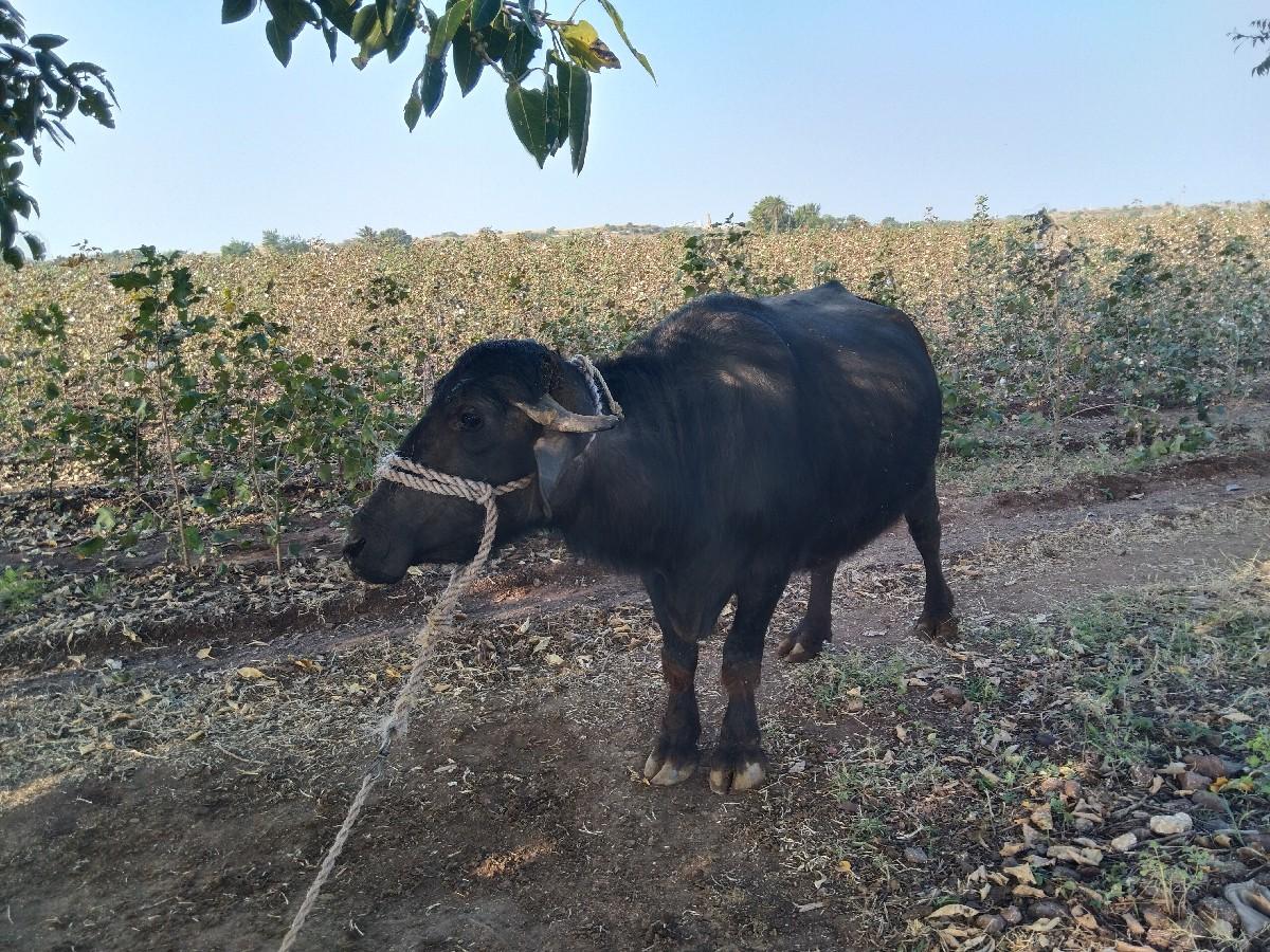 ૨ વેતર ની છે