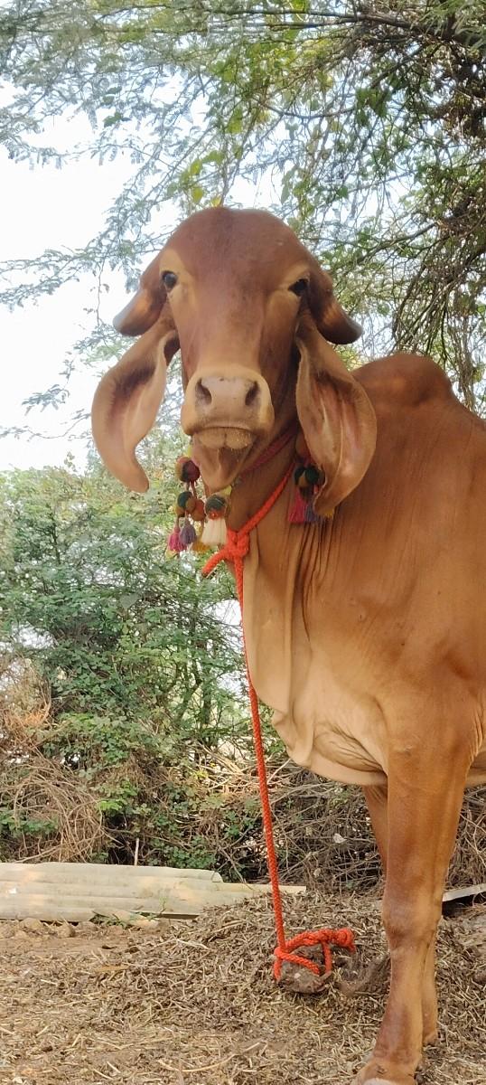 થંબનેલ 3