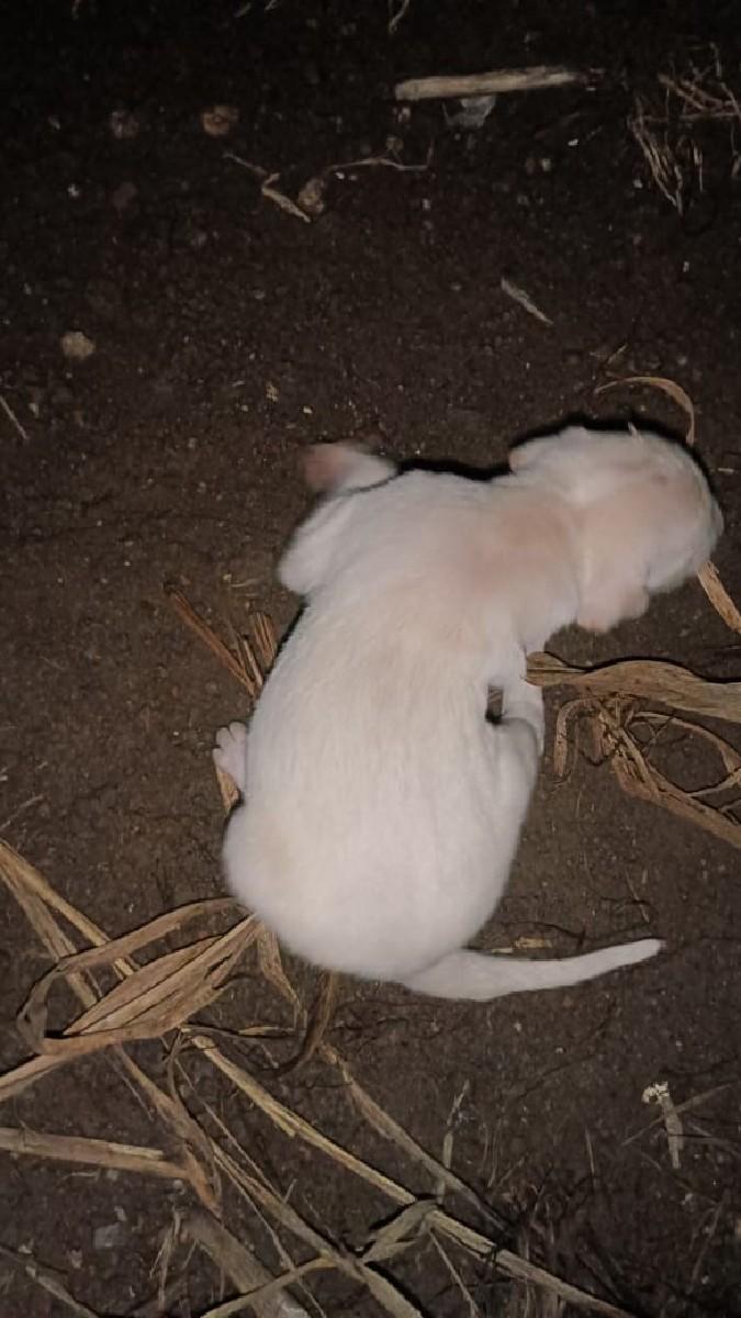 દેશી કુતરુ વેચવાનું છે