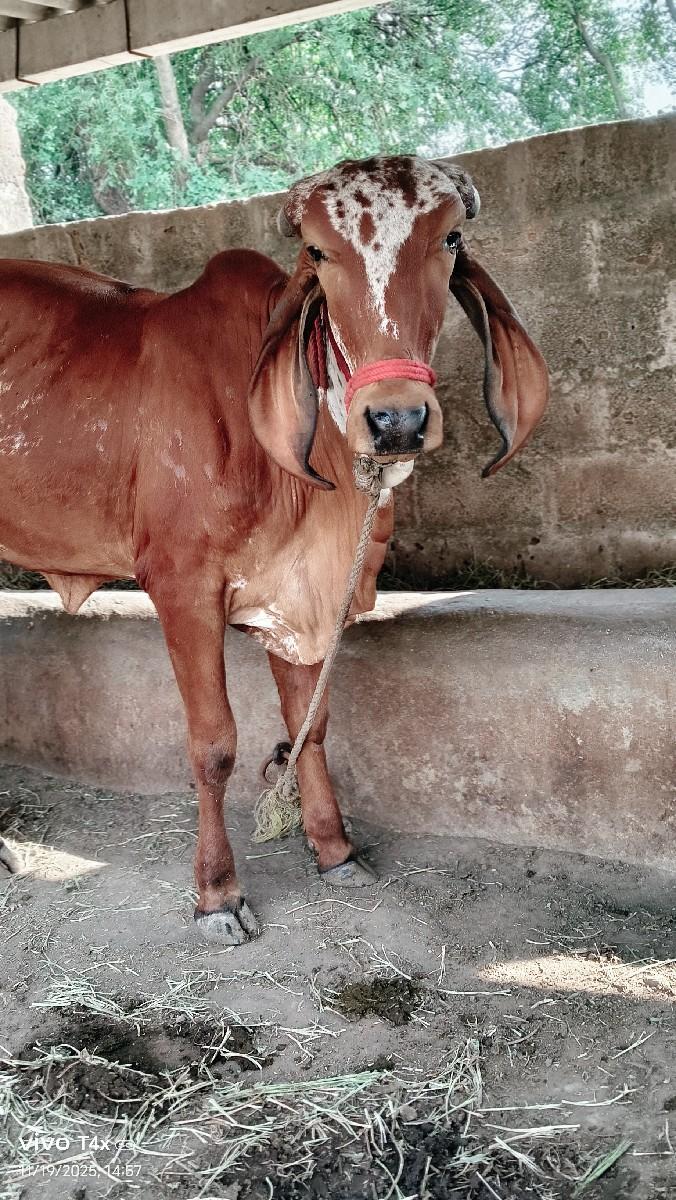 थंबनेल 3