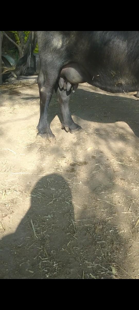 थंबनेल 2