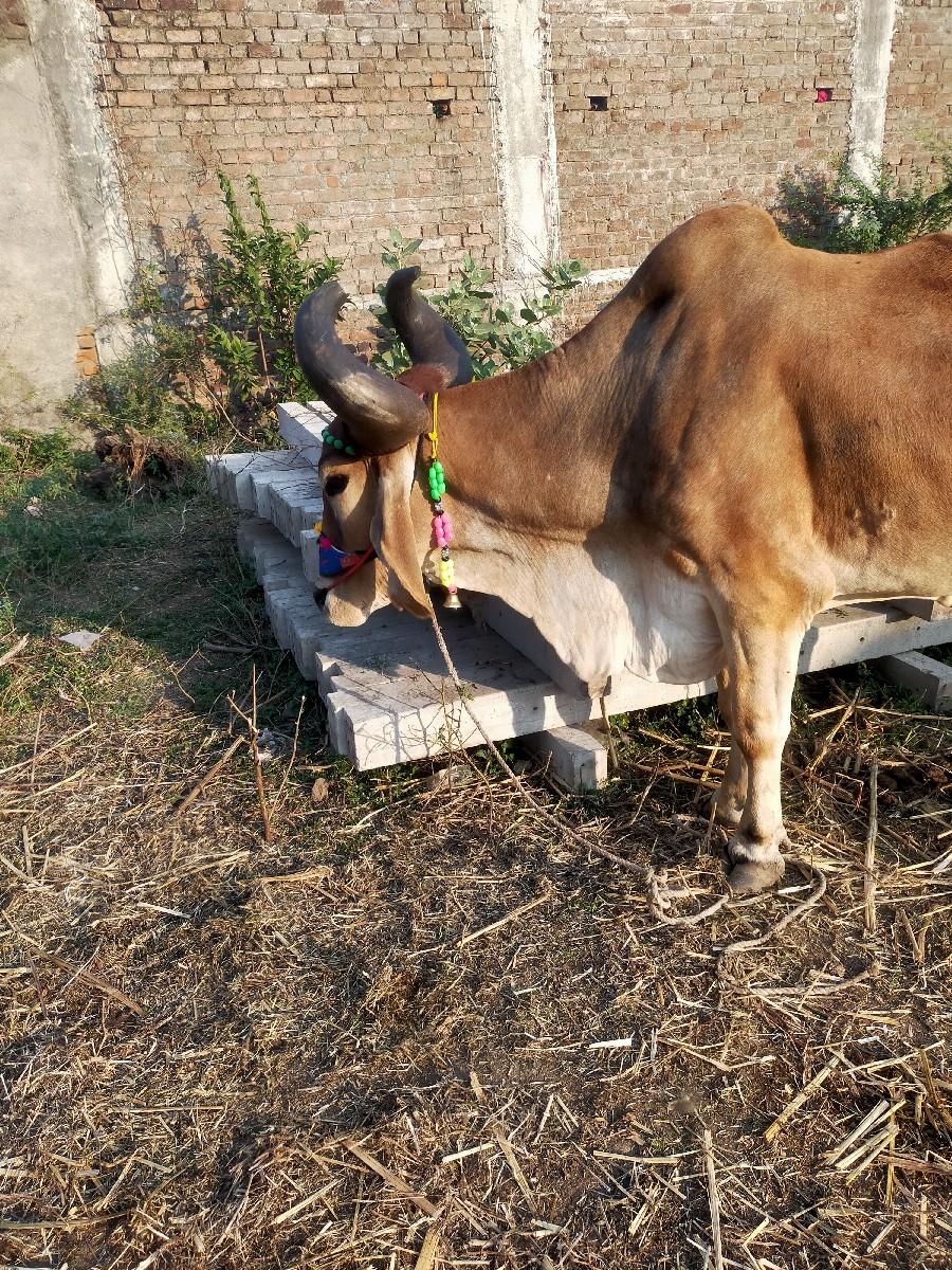 જવાબદારી લેવો હોય એક લેવો હોય તો