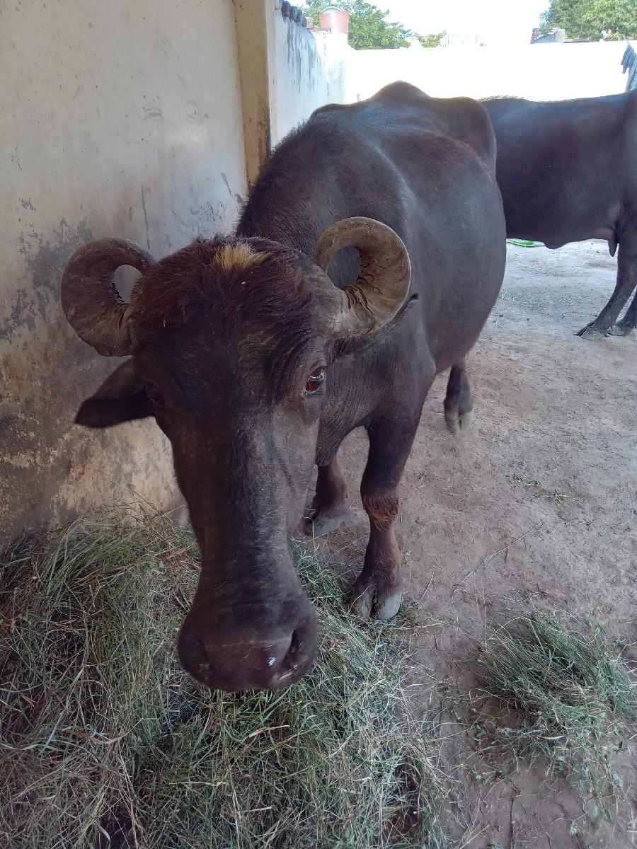 થંબનેલ 2