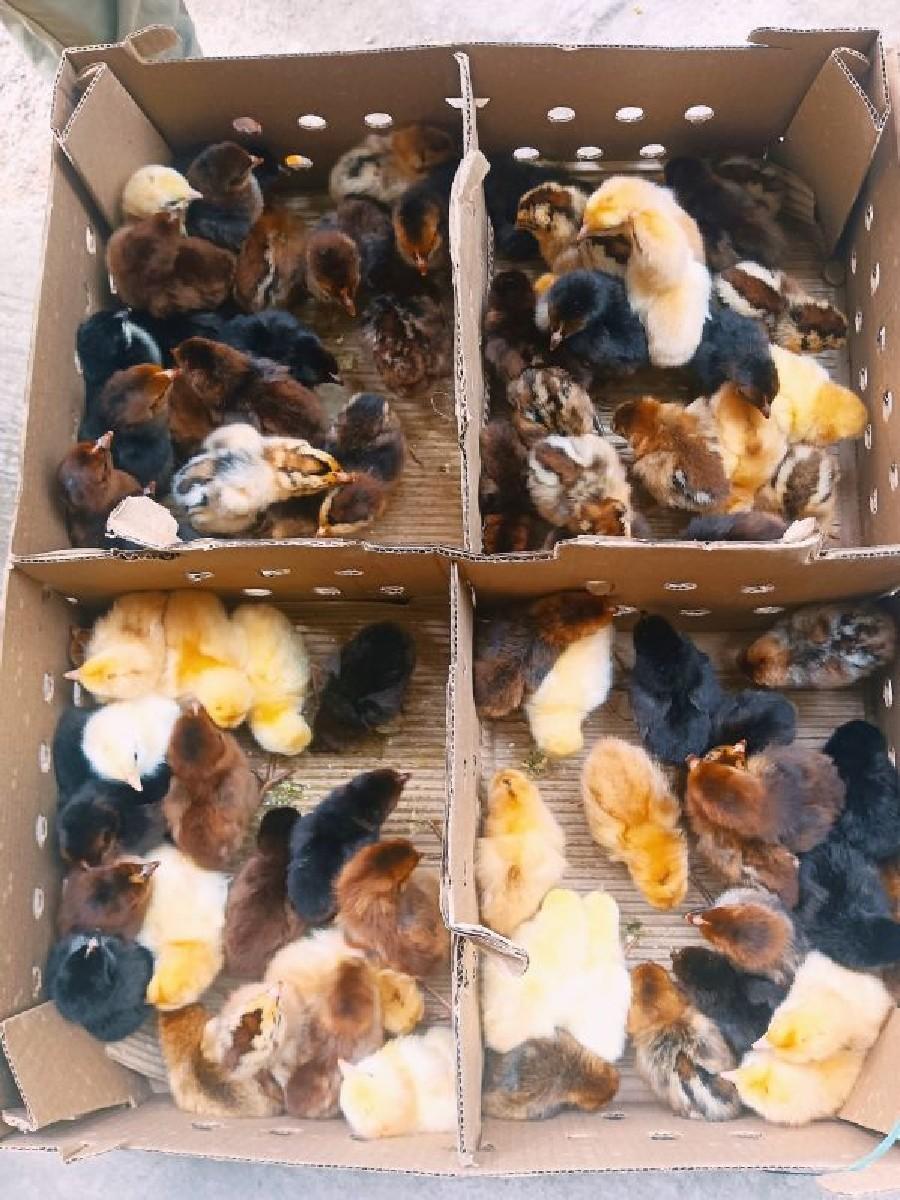 थंबनेल 2