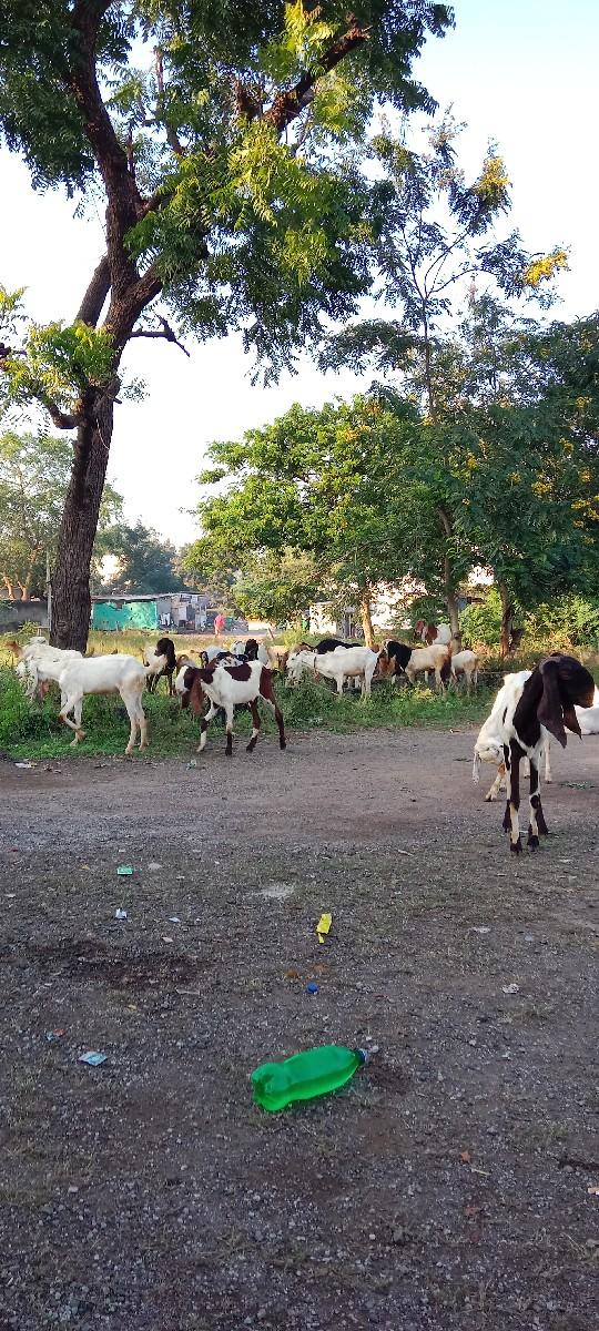 થંબનેલ 2