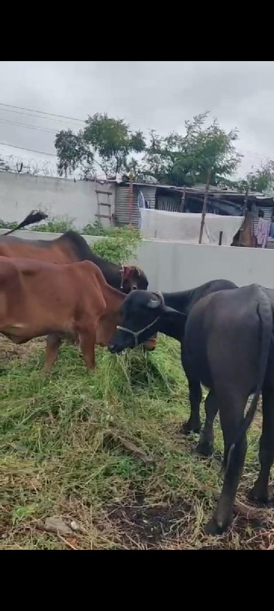 थंबनेल 3