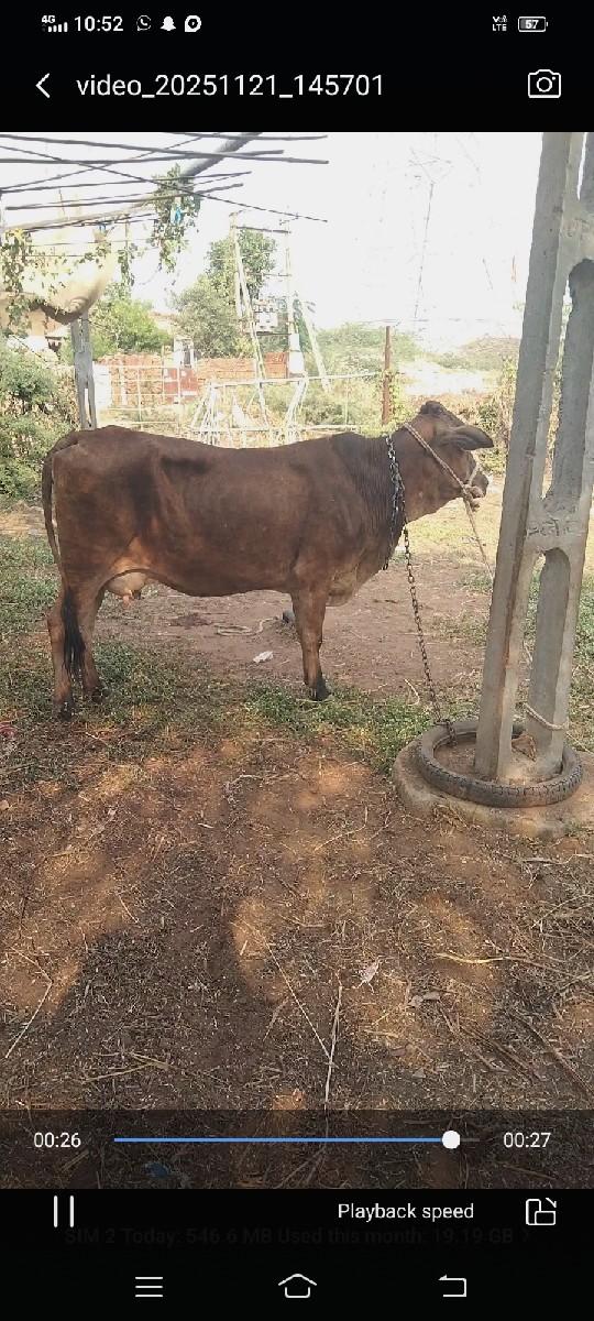 ગીર ક્રોસ ગાય જર્સી