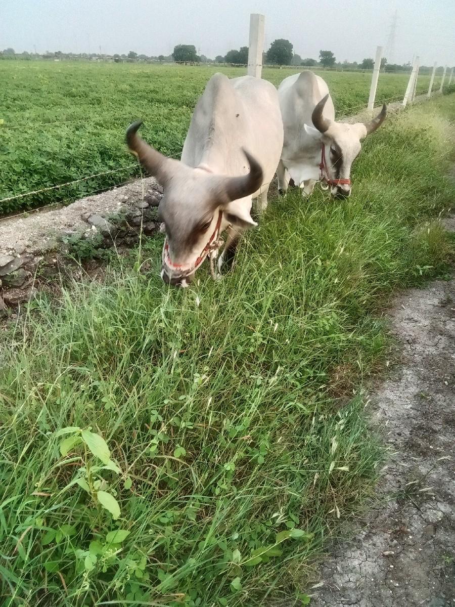 थंबनेल 3