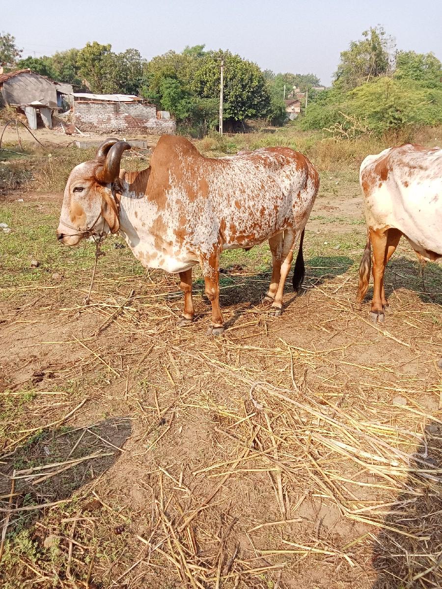 થંબનેલ 2