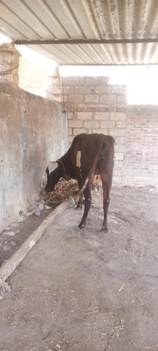 ગાય વેચવાની છે