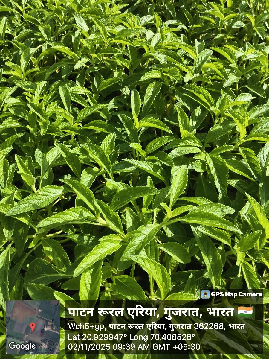 ગરમર નો રોપ