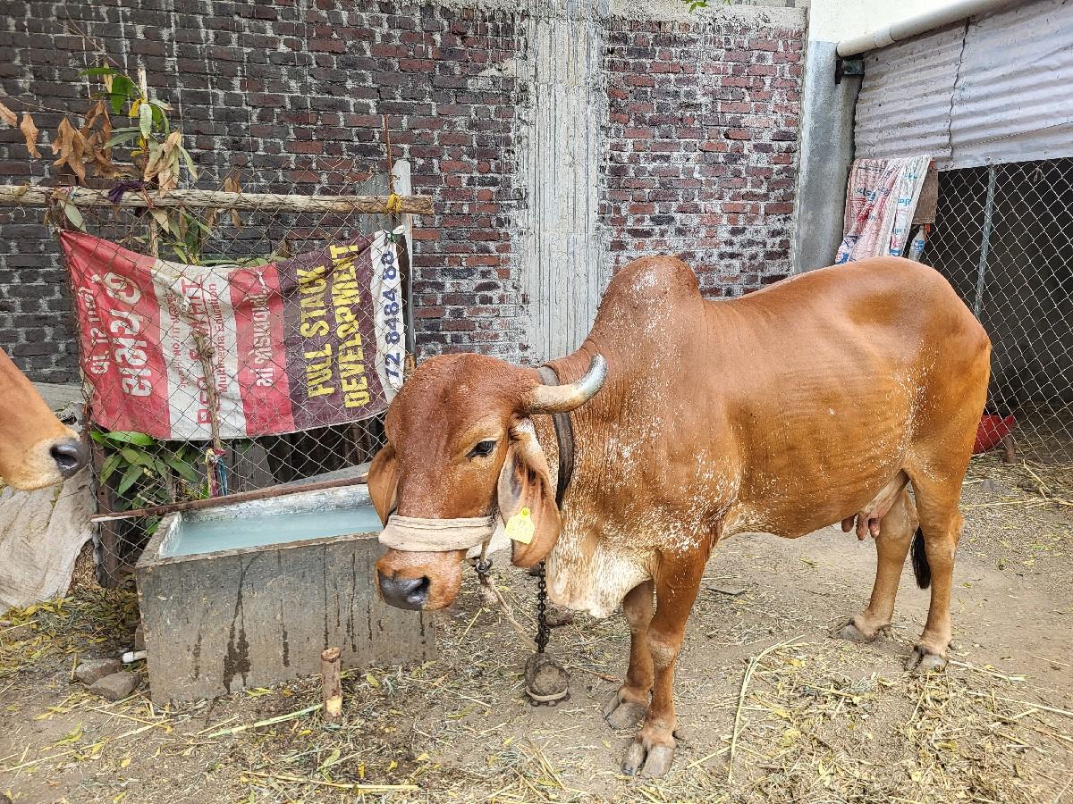 થંબનેલ 3