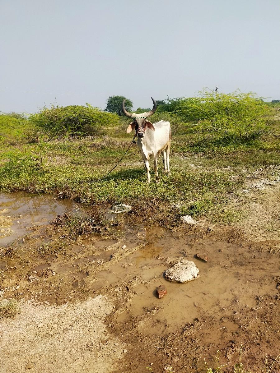 થંબનેલ 2