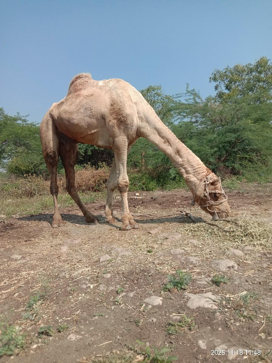 થંબનેલ 2