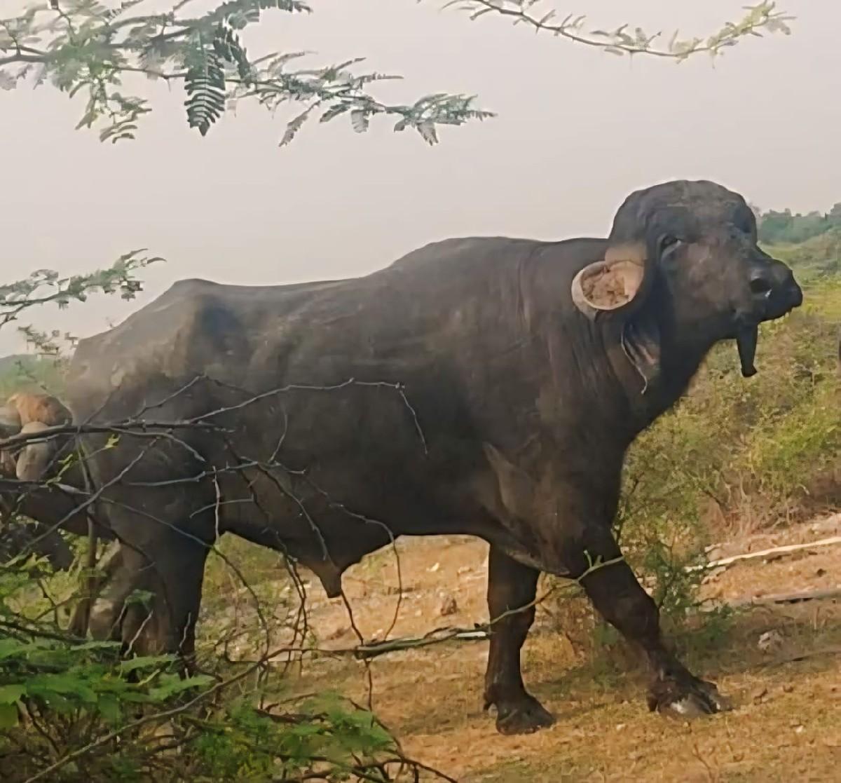 આ પાડો વેચવાનો છે