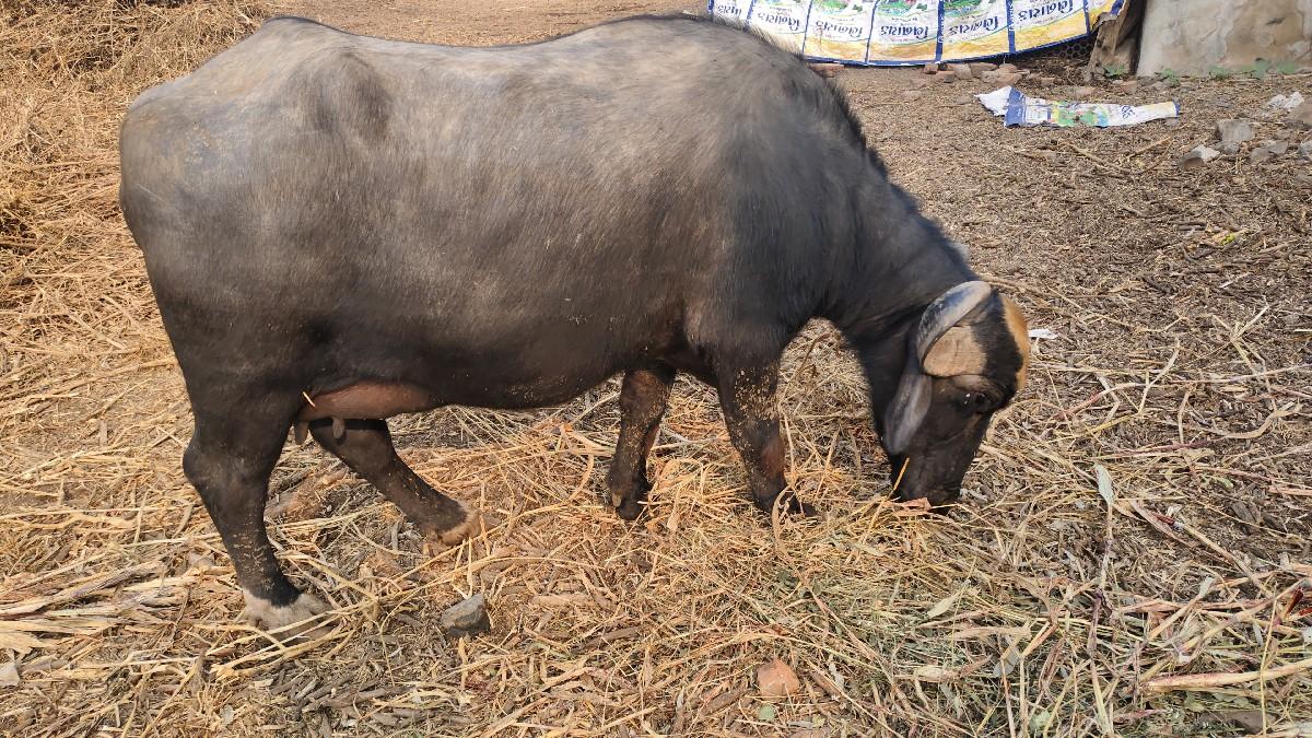ભેંસ વેચવાની છે બીજું વેતર છે