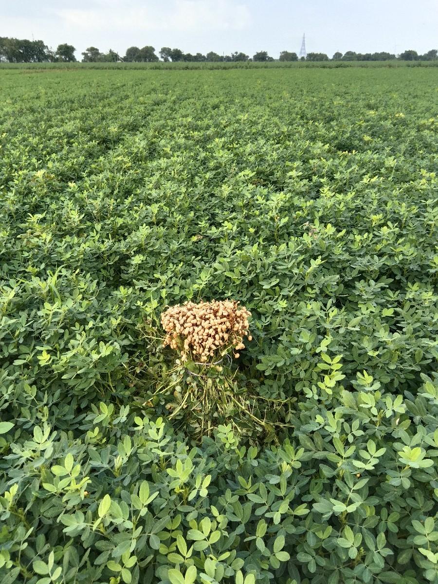 મગફળી નો ચારો