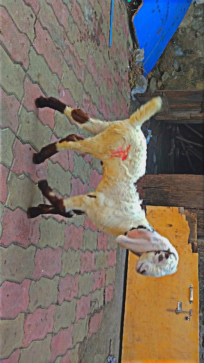 थंबनेल 2