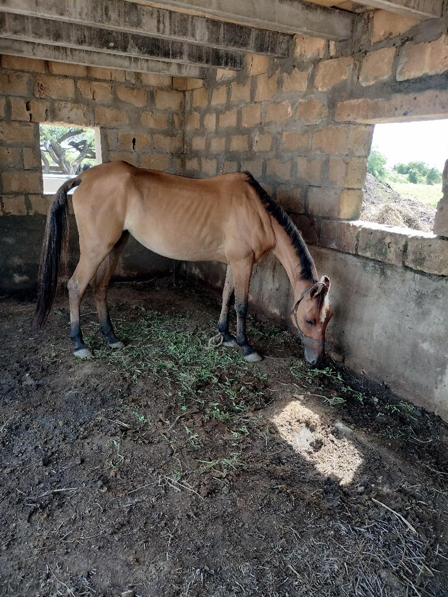 ઘોડી વેચવાની છે