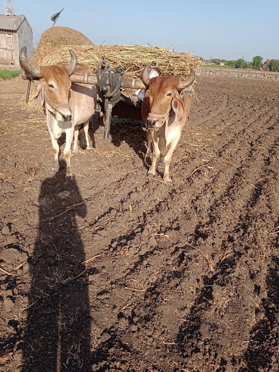 थंबनेल 3