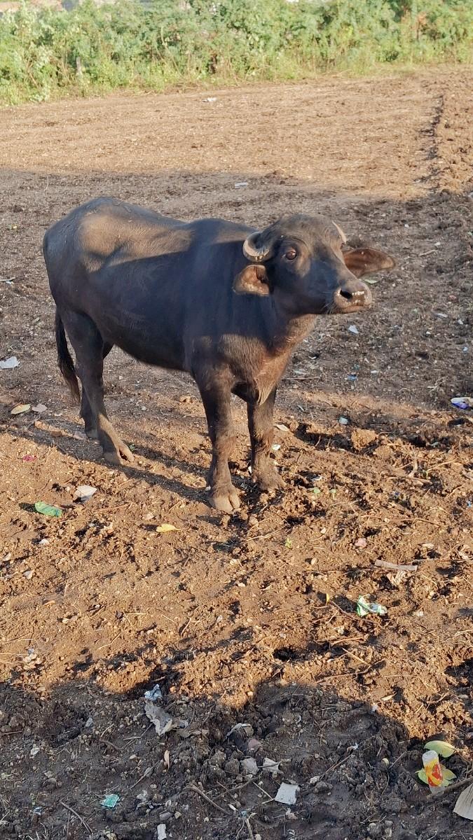 khadeli vechavaniche