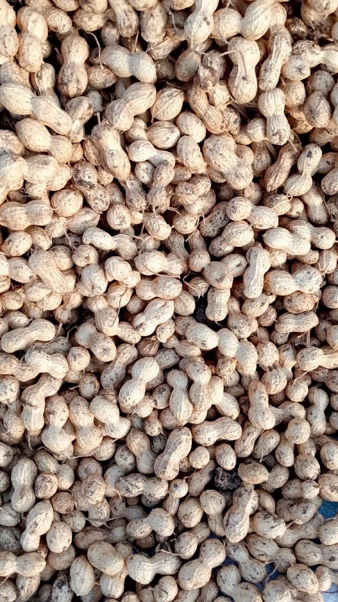 66 koro orijanal 66.  bhav 1500