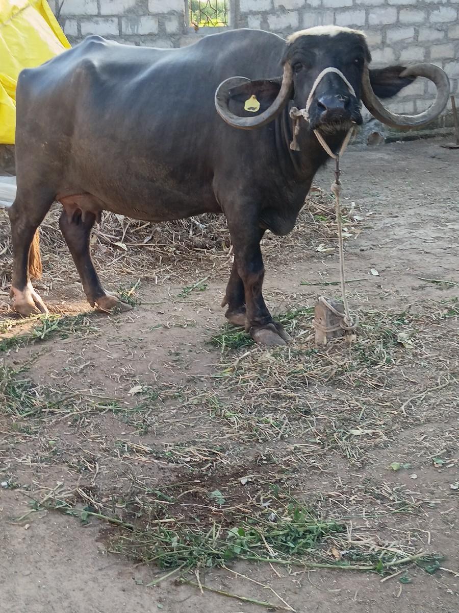 થંબનેલ 3