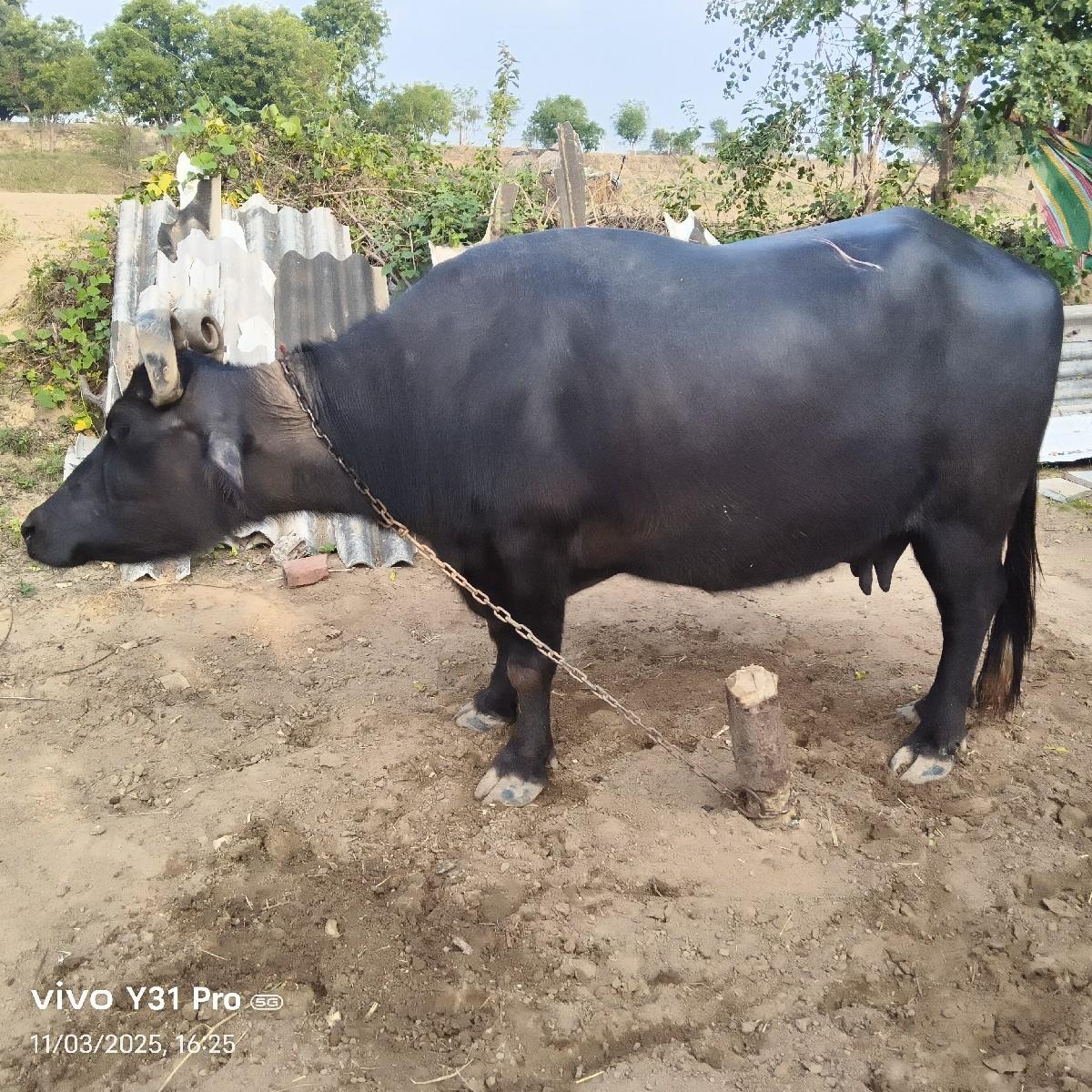 થંબનેલ 3