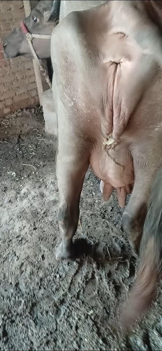 थंबनेल 2