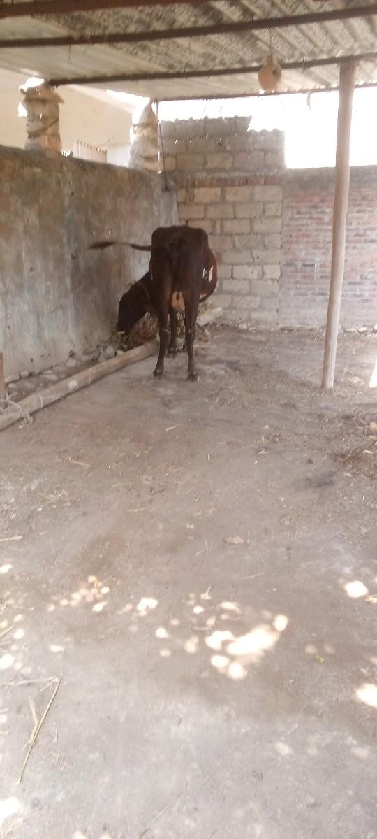 થંબનેલ 3