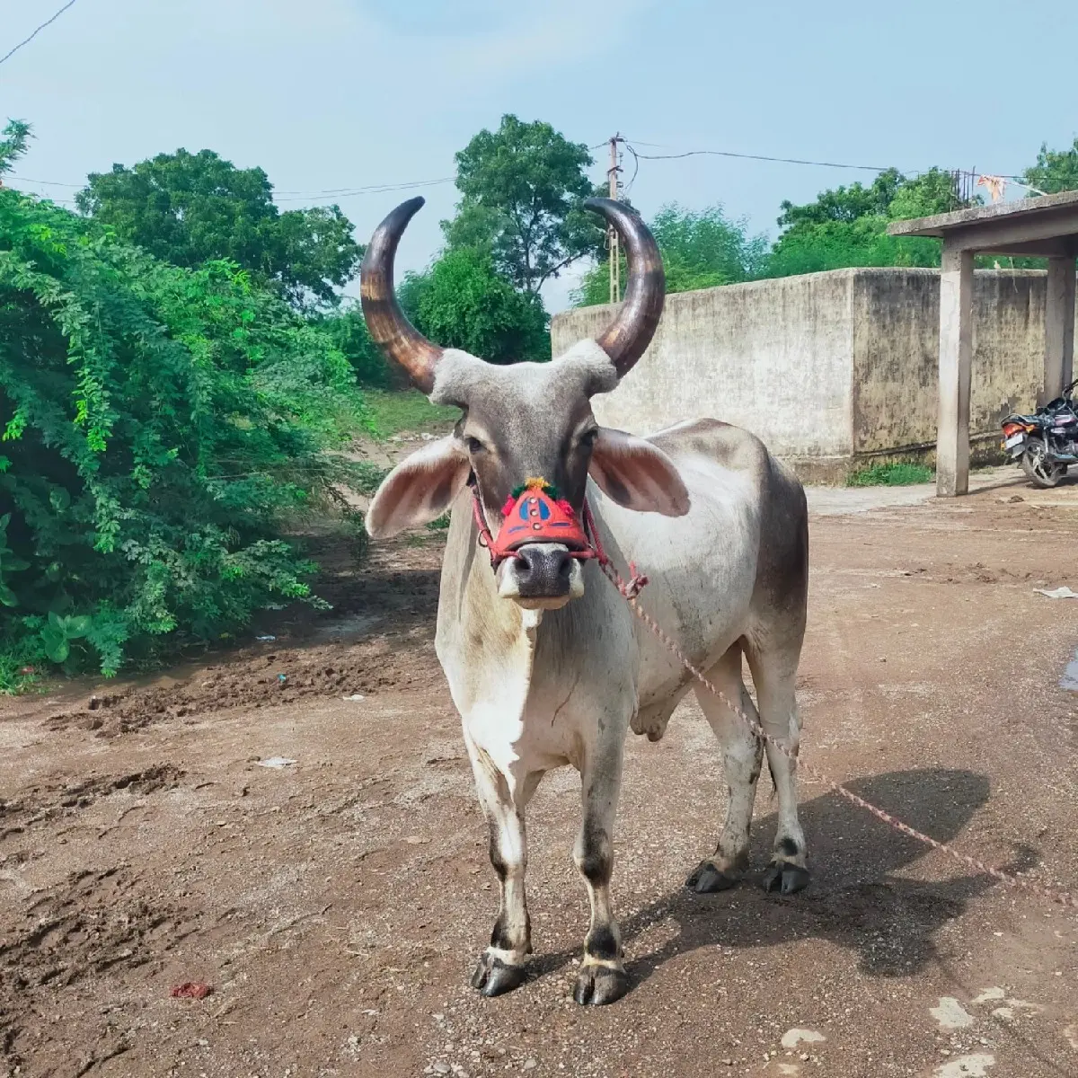 ગોઢલા વેચવાના છે