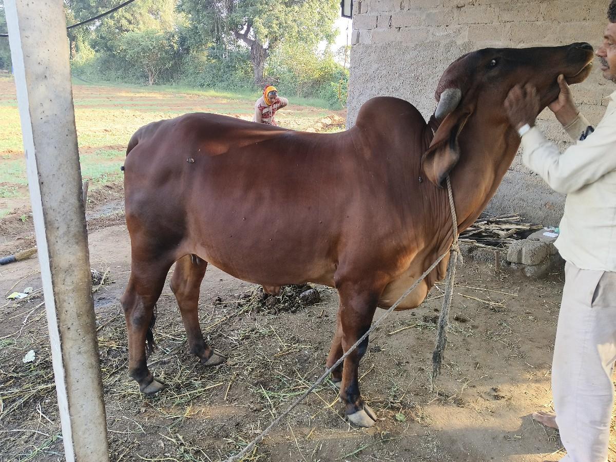 ગાય વેચવાની છે.