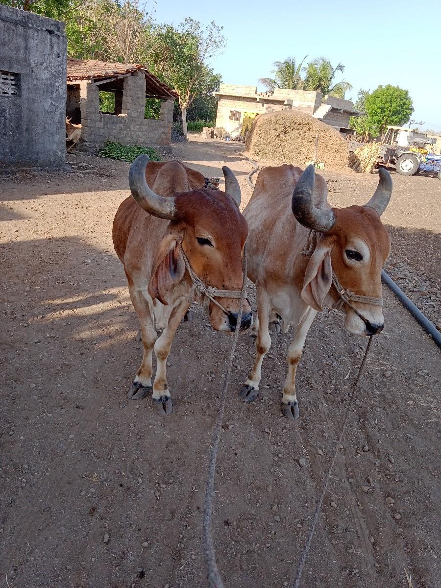 थंबनेल 2