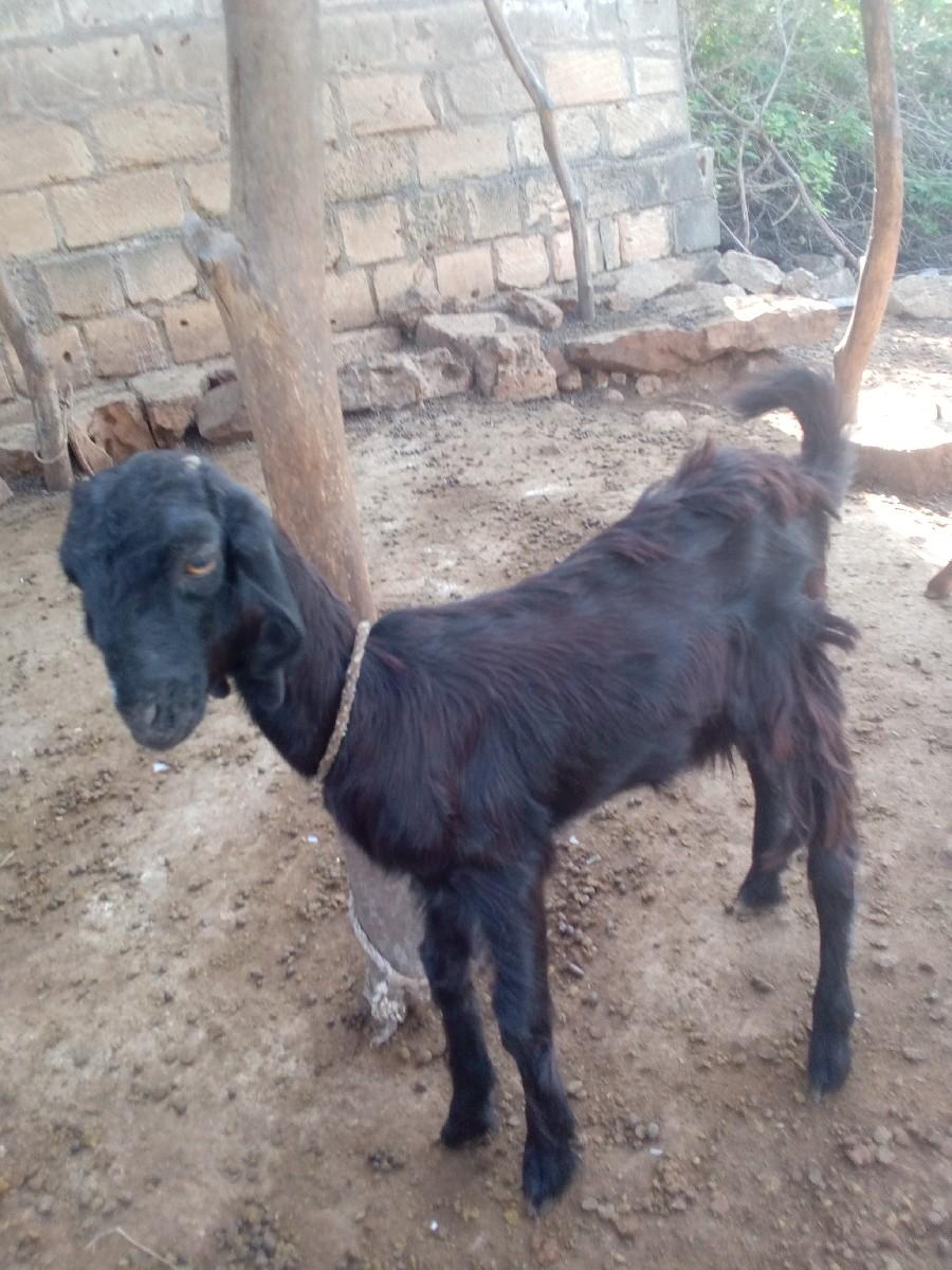 બેબાકરીવેશવાનીછે