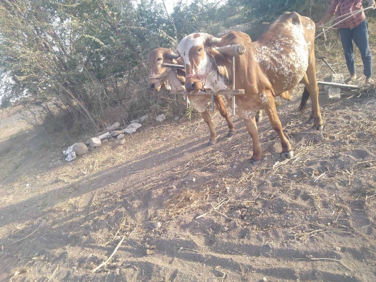 थंबनेल 3