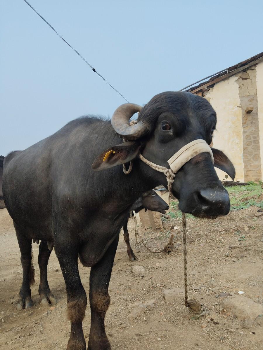 थंबनेल 2