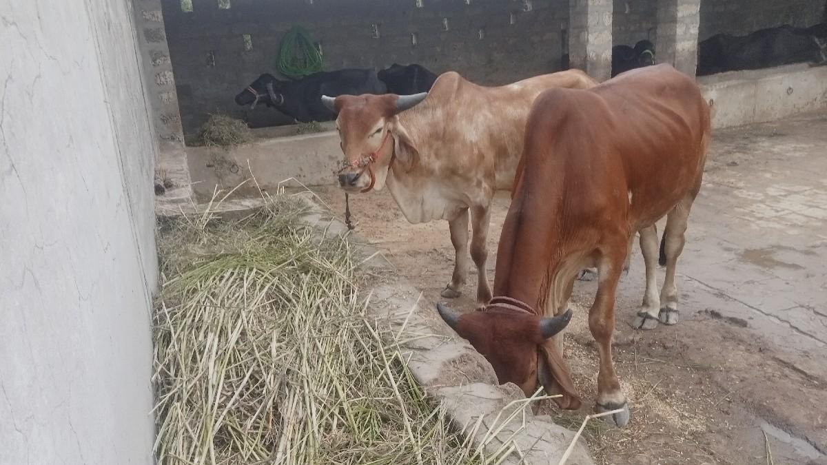 બળદ વેચવાના છે