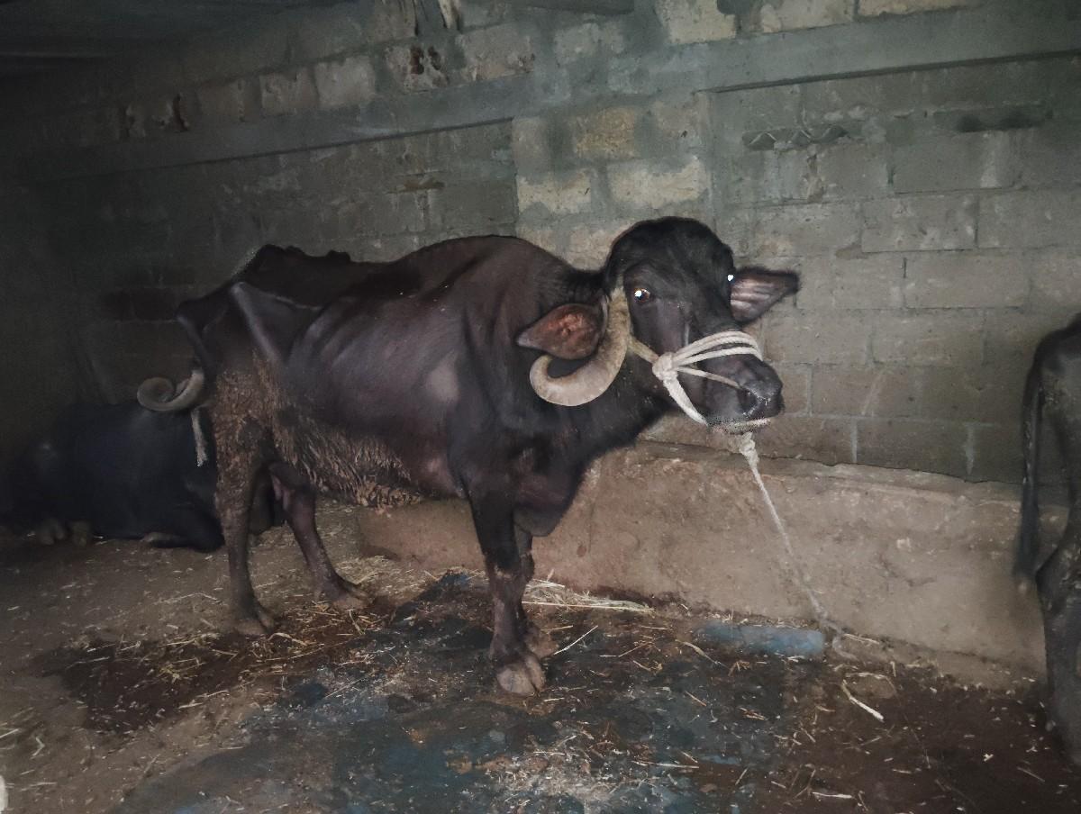 ભેશ વેચવાની છે