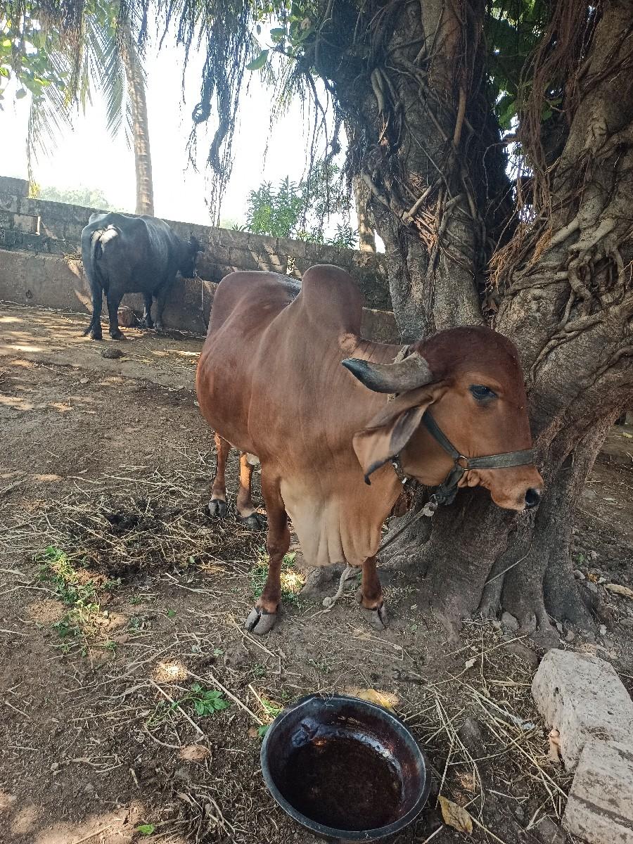 ગાય વેચવાની છે