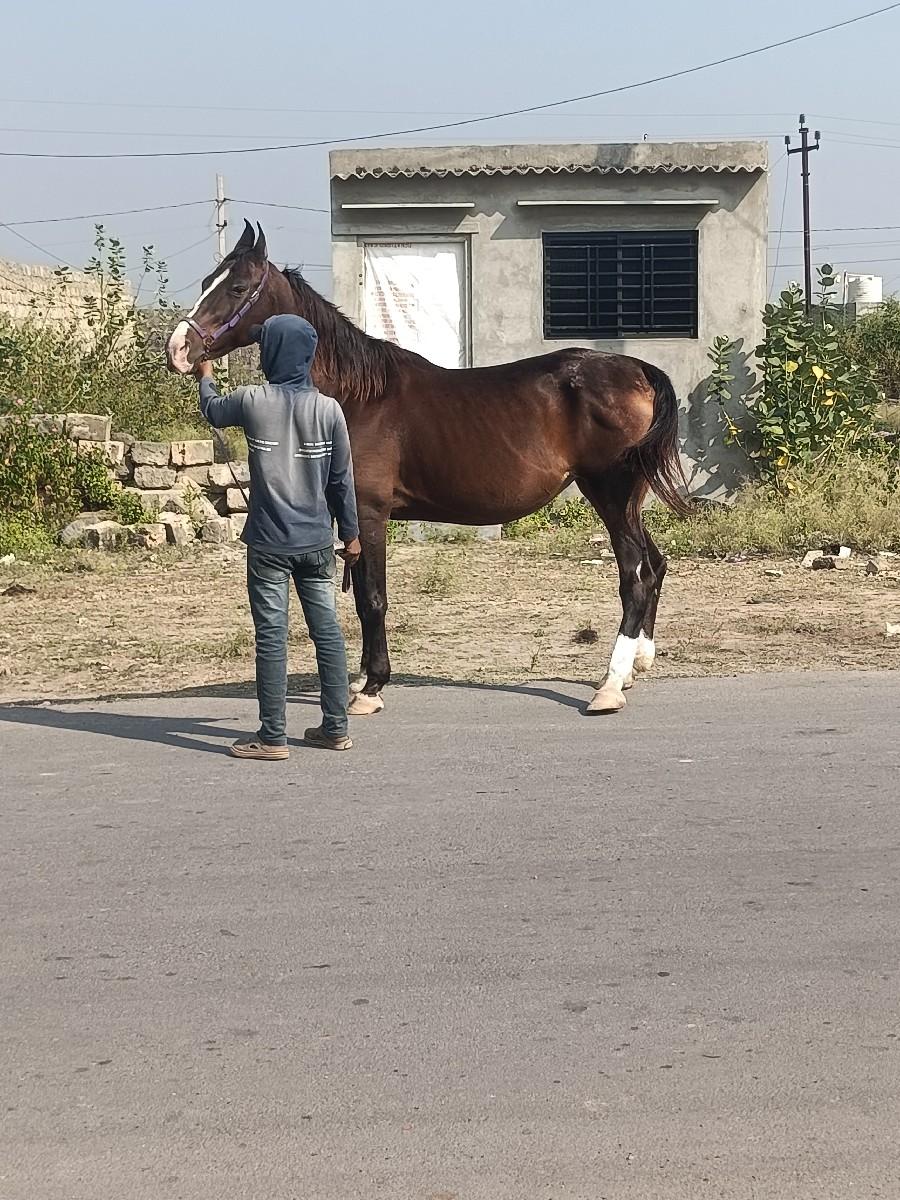 ઘોડી વેચવાની છે