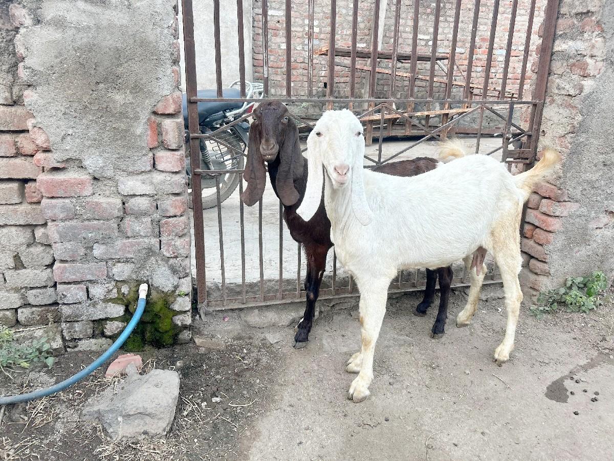 थंबनेल 2