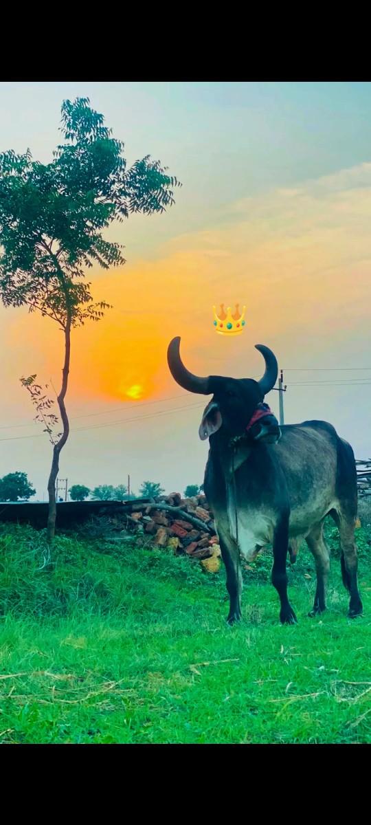 બળદ વેંચવા નો છે સાવ સોજોછે્