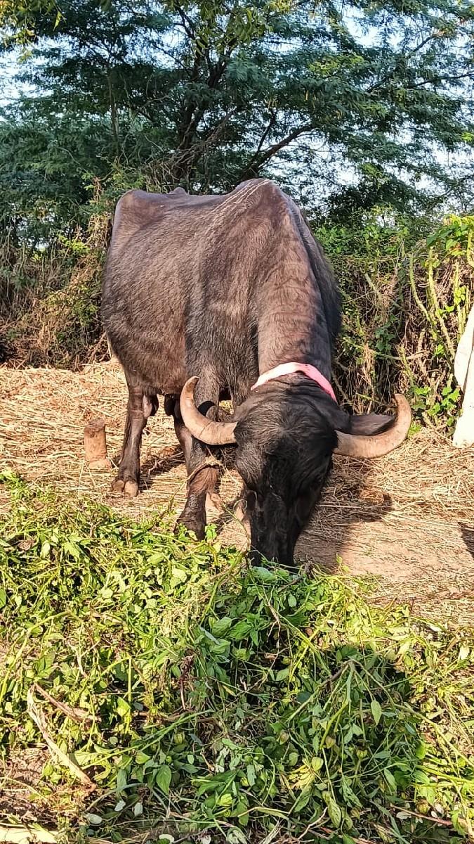 થંબનેલ 3