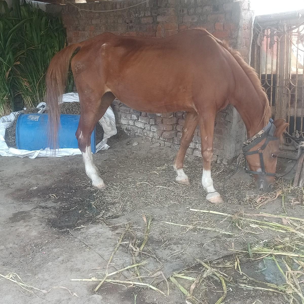 થંબનેલ 3