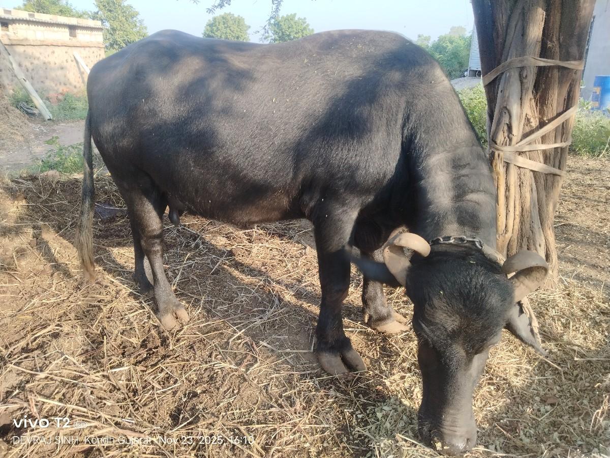 વેચવાની છે